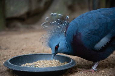  Güvercin taç victoria