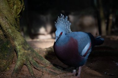  Güvercin taç victoria