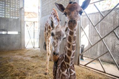 Yavru zürafa karada doğum yapıyor.