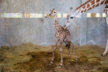 Yavru zürafa karada doğum yapıyor.