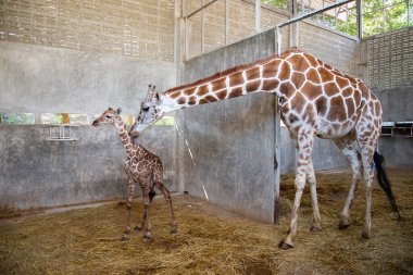 Yavru zürafa karada doğum yapıyor.