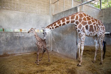 Yavru zürafa karada doğum yapıyor.