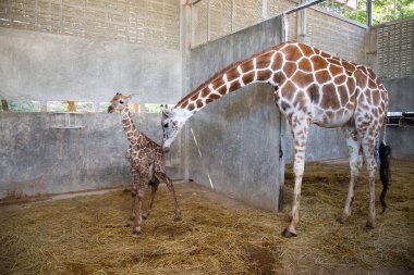 Yavru zürafa karada doğum yapıyor.