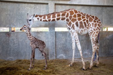Yavru zürafa karada doğum yapıyor.