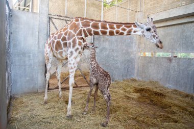 Yavru zürafa karada doğum yapıyor.