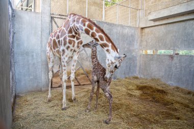 Yavru zürafa karada doğum yapıyor.