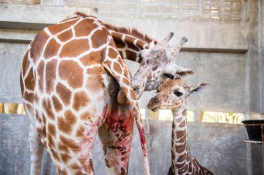 Yavru zürafa karada doğum yapıyor.