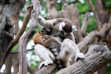 Lemur ve bebekleri.