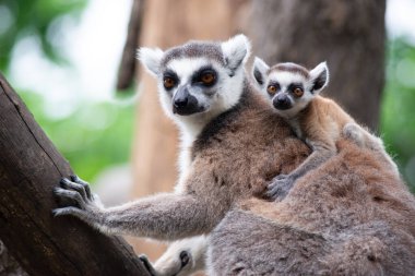 Lemur ve bebekleri.