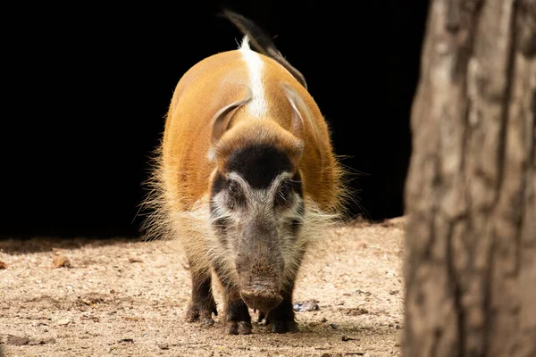 Red river hog — Stock Photo, Image