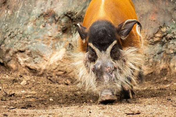 レッドリバー豚 — ストック写真