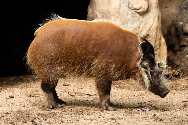Red river hog — Stock Photo, Image