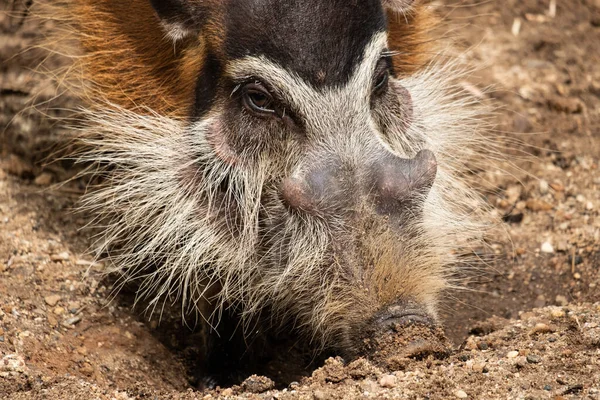 Röda floden hog — Stockfoto