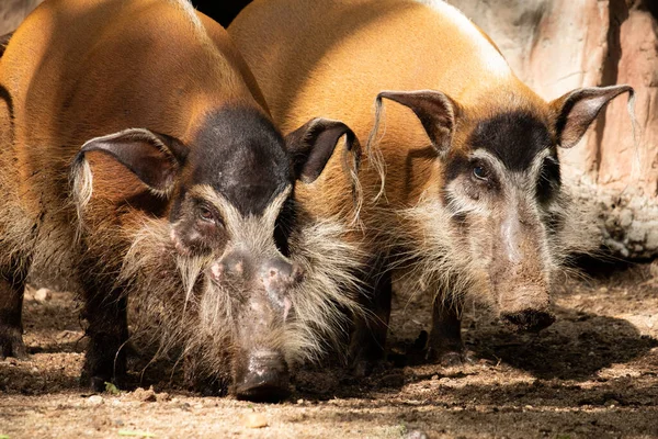 Red river hog — Stock Photo, Image