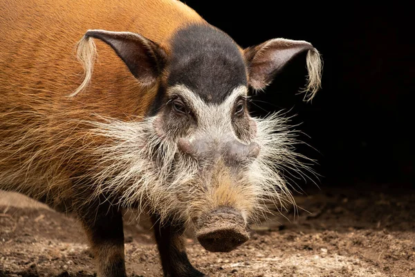 Röda floden hog — Stockfoto