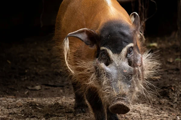 Cerdo rojo del río — Foto de Stock