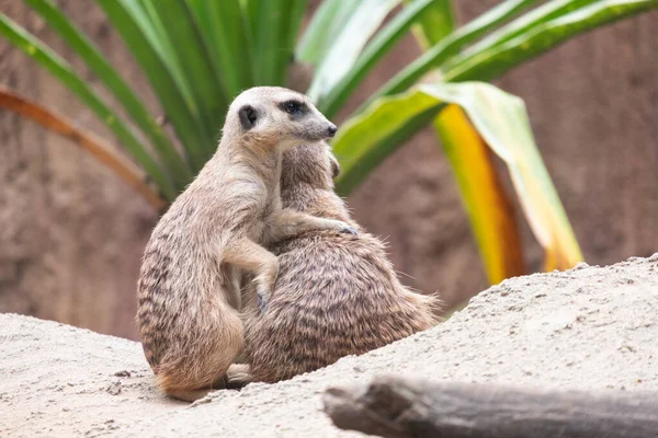 Meerkat's behavior — Stock Photo, Image