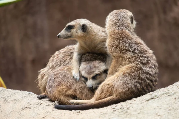 Meerkat's behavior — Stock Photo, Image