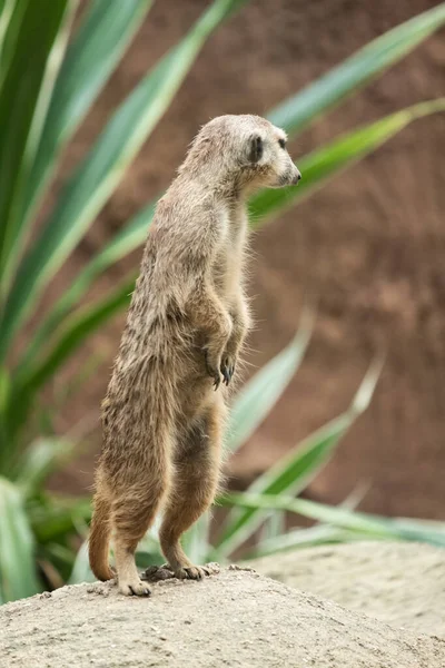 Comportement de Meerkat — Photo