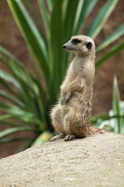 Comportamento di Meerkat — Foto Stock