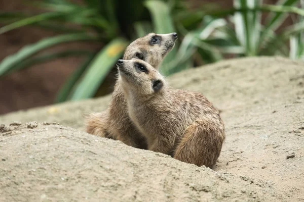 Comportement de Meerkat — Photo