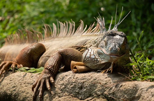 Eguana — Stock Photo, Image