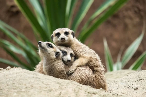 Meerkat's behavior — Stock Photo, Image