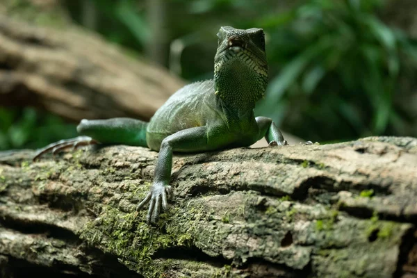 Iguana — Foto Stock