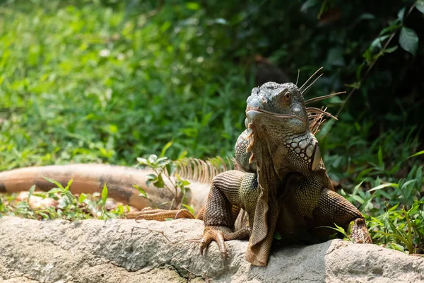 Eguana — Stok fotoğraf