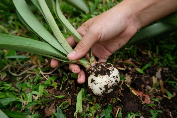 Amaryllis bollen — Stockfoto