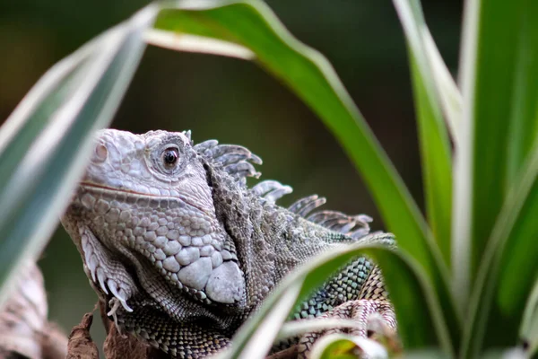 Iguana — Foto Stock