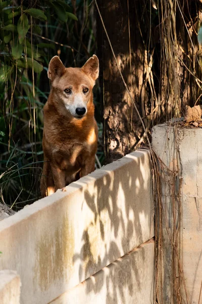 Australian dingo — Stock Photo, Image