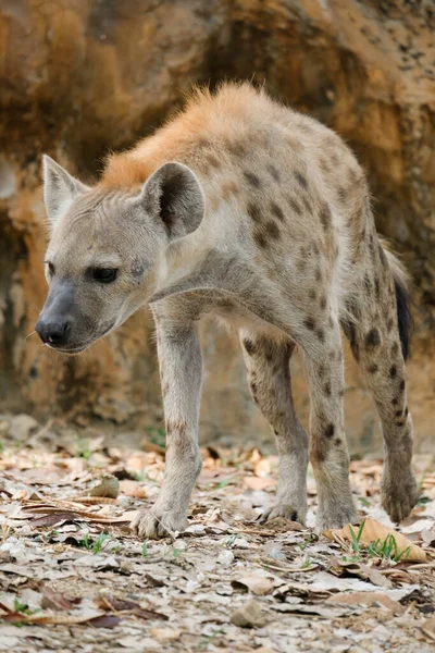 Hyena — Stock Photo, Image