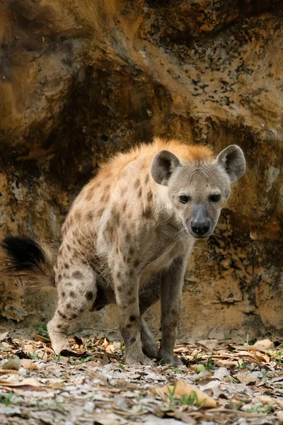 Hyena — Stockfoto