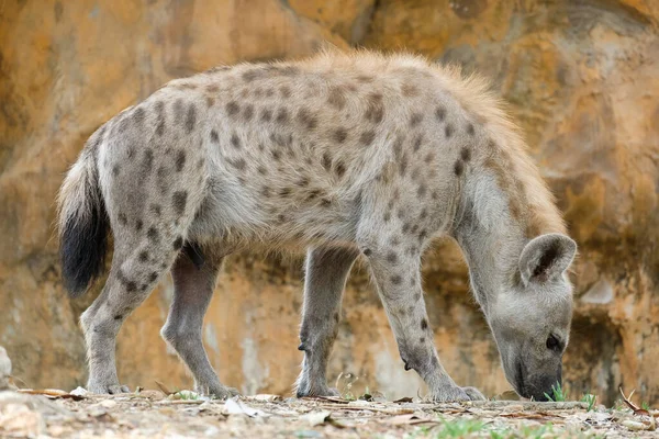 Hyena — Stockfoto
