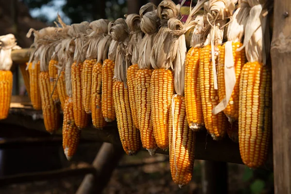 Corn seeds — Stockfoto