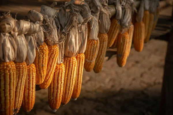 Kukoricamagok — Stock Fotó