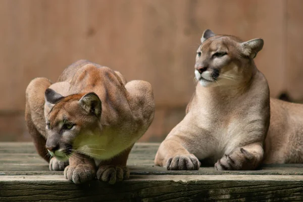 Puma ή cougar — Φωτογραφία Αρχείου