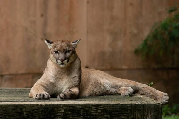 Puma or Cougar — Stock Photo, Image