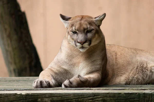 Puma oder Puma — Stockfoto