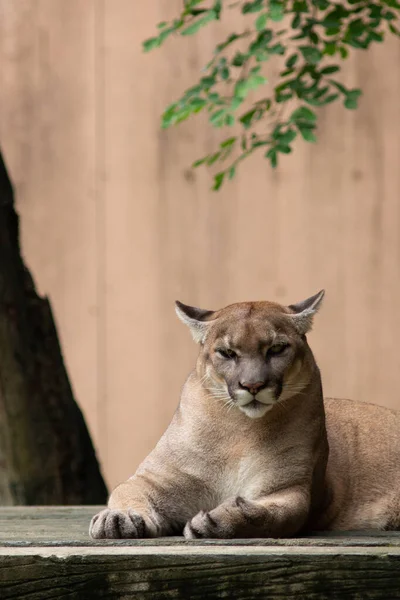 Puma or Cougar — Stock Photo, Image