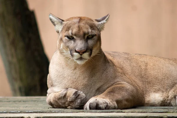 Puma eller cougar — Stockfoto