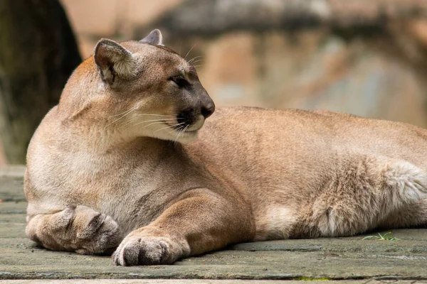 Puma eller cougar — Stockfoto