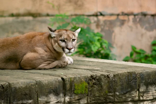 Puma eller cougar — Stockfoto