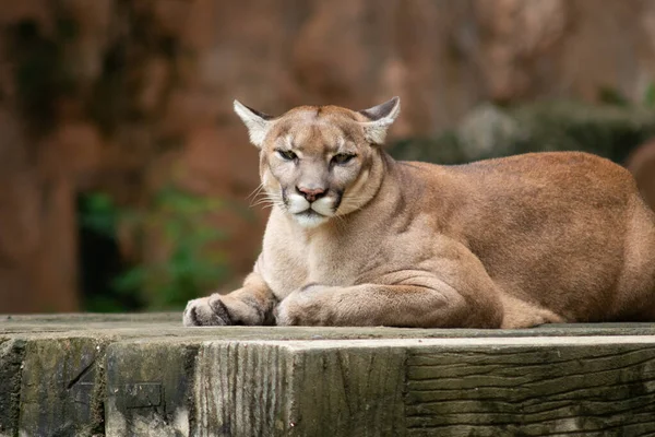 Puma oder Puma — Stockfoto