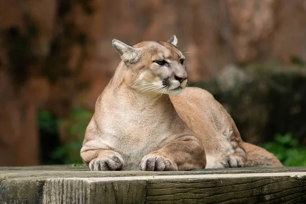 Puma ή cougar — Φωτογραφία Αρχείου