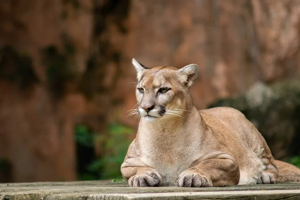 Puma ou Cougar — Fotografia de Stock