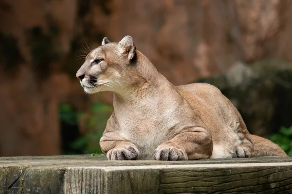 Puma eller cougar — Stockfoto