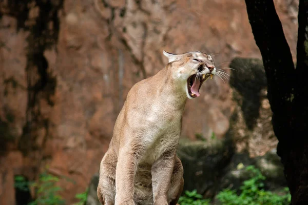 Puma veya Puma