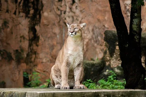 Puma eller cougar — Stockfoto